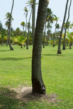 Palm trees on the beach, Luquillo Beach, Puerto Rico