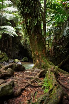 Trees in a rainforest, El Yunque Rainforest, Puerto Rico