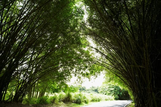Road passing through a forest, Puerto Rico
