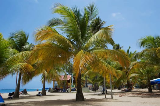 Palm trees on the beach, Luquillo Beach, Puerto Rico
