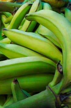 Close-up of Plantain bananas