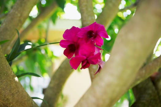 Close-up of flowers