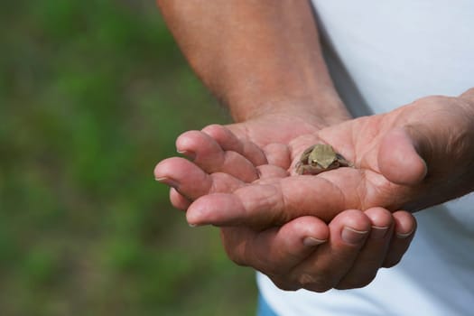 Close-up of a person holding a frog