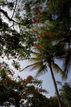 Low angle view of Flame trees (Delonix regia) in a forest, Puerto Rico