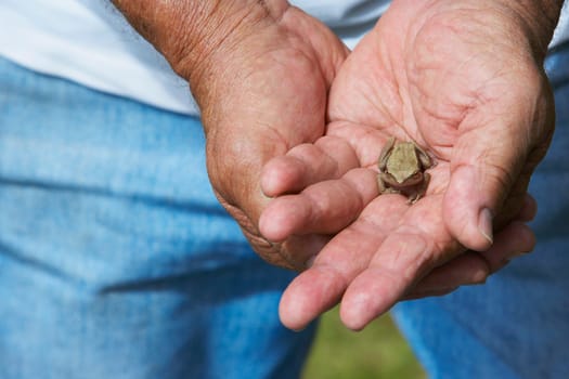 Close-up of a person holding a frog