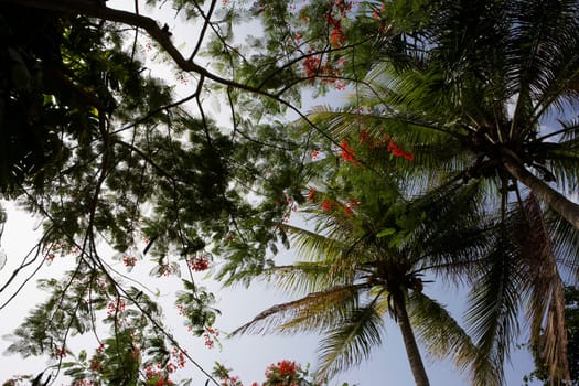 Low angle view of Flame trees (Delonix regia) in a forest, Puerto Rico