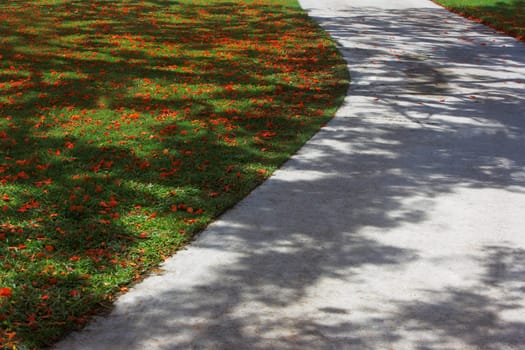 Flame tree (Delonix regia) flowers in a garden