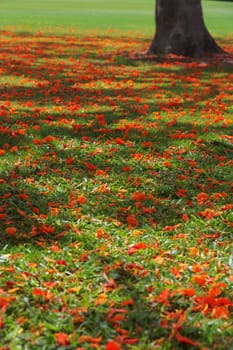 Flame tree (Delonix regia) flowers in a garden