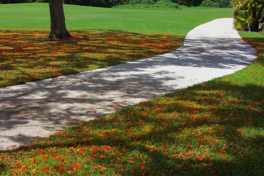 Flame tree (Delonix regia) flowers in a garden
