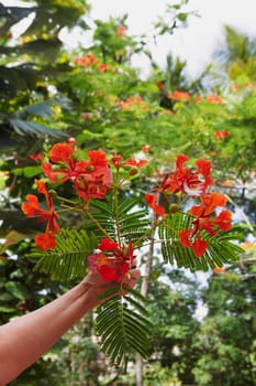 Close-up of a person's hand plucking flowers of a Flame Tree (Delonix regia)