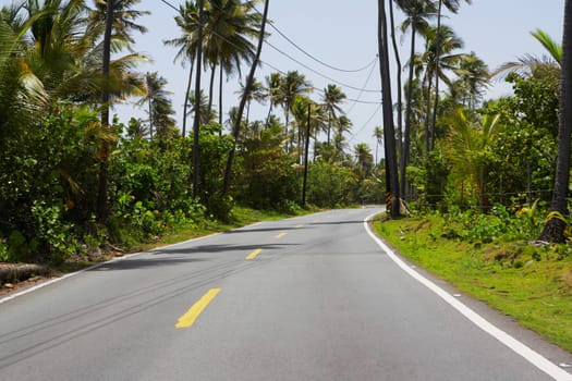 Trees along a road, Pinones Beach, Puerto Rico