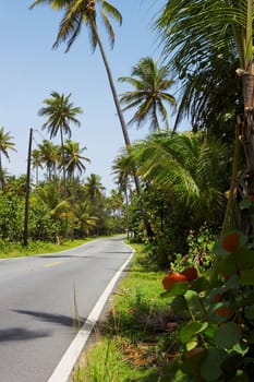 Palm trees along a road, Pinones Beach, Puerto Rico