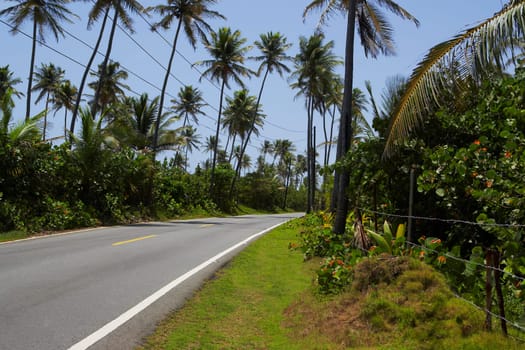 Palm trees along a road, Pinones Beach, Puerto Rico