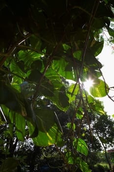 Close-up of leaves of a tree, Puerto Rico
