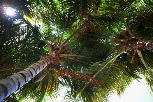 Low angle view of Palm trees, Pinones, Puerto Rico
