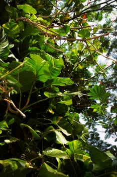 Close-up of leaves of a tree, Puerto Rico