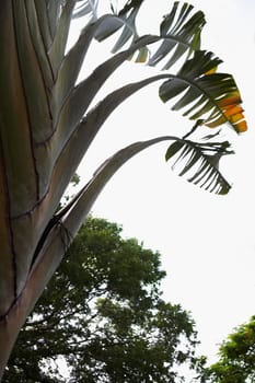 Low angle view of a tree, Puerto Rico