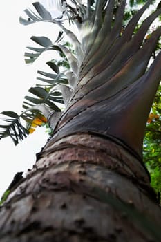Low angle view of a tree trunk, Puerto Rico