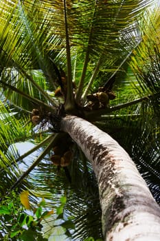 Low angle view of a Palm tree, Puerto Rico