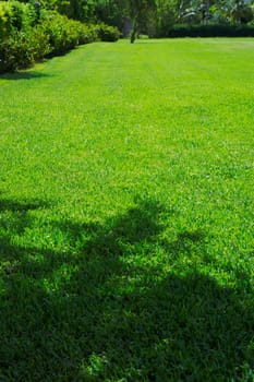 Trees in a park