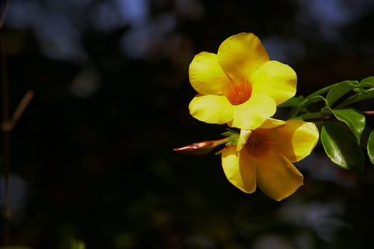 Close-up of yellow flowers