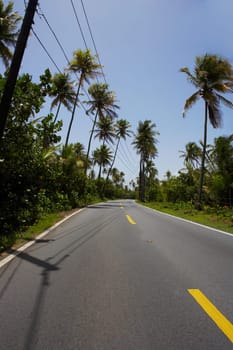 Trees along a road, Pinones Beach, Puerto Rico