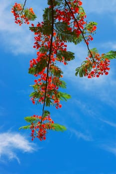 Low angle view of a branch of Flame tree (Delonix regia)