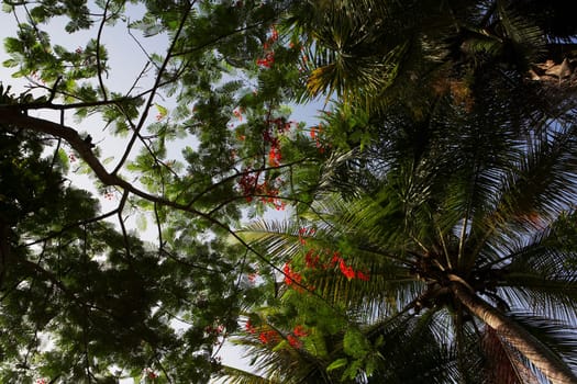 Low angle view of trees, Puerto Rico
