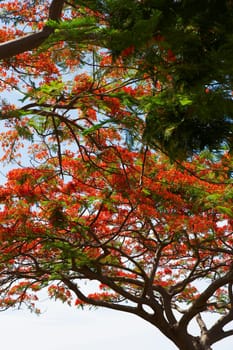 Low angle view of Flame trees (Delonix regia)