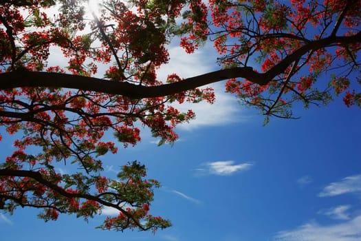 Low angle view of a Flame tree (Delonix regia)