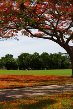 Flame tree (Delonix regia) in a park