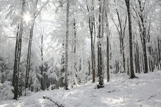 View of winter beech forest on a sunny frosty morning