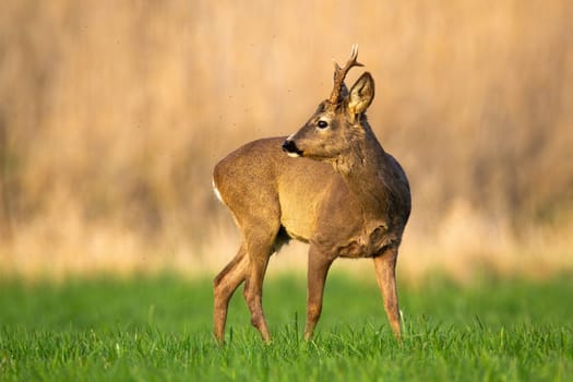 Curious roe deer, capreolus capreolus, buck looking back over shoulder on a green grass in spring nature. Brown mammal with antlers standing on a meadow with blurred background.