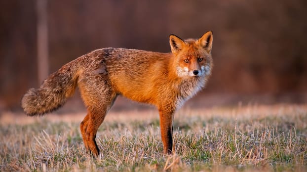 Fluffyred fox, vulpes vulpes, looking om meadow in autumn morning light. Animal predator standing on field in sunrise. Orange mammal staring on glade.