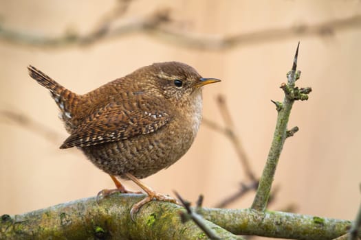 Adorable eurasian wren, troglodytes troglodyte, resting on the tree in spring. Tiny european songbird on branch. Little animal looking innocent while sitting with erect tail. Concentrated bird on tree.