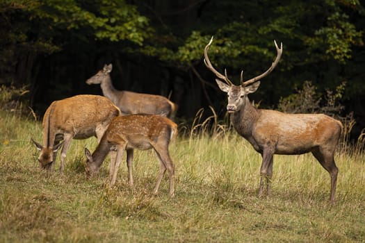 Family red deer, cervus elaphus, grazing on pasture in autumn nature. Stag guarding herd of hinds on field in fall. Group of mammals standing and feeding on grassland.