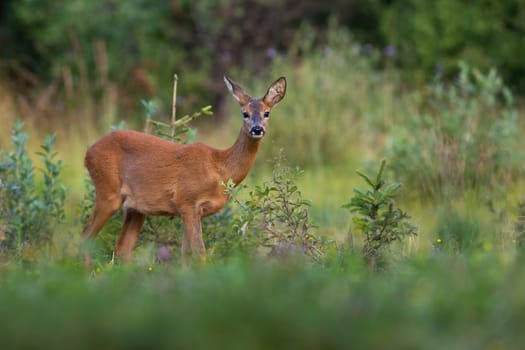 Roe deer, capreolus capreolus, looking to the camera near green bush in summer nature. Wild doe standing on growned glade in summertime. Brown mammal watching on pasture.