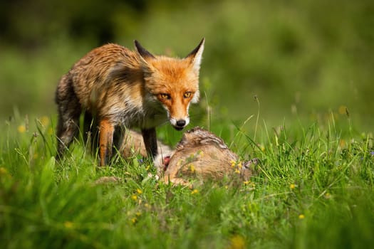 Red fox, vulpes vulpes, feeding on vivid meadow in summer sunshine. Wild predator looking to the camera next dead roe on green glade. Orange mammal eating killed fawn.