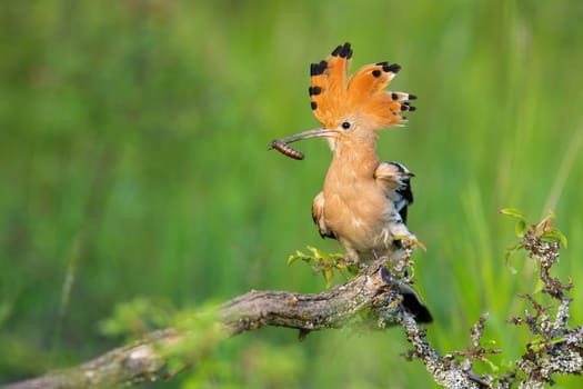 Eurasian hoopoe, upupa epops, sitting on bush in springtime nature. Orange bird with crest holding insect in beak on mossed branch. Striped feathered animal resting on tree.