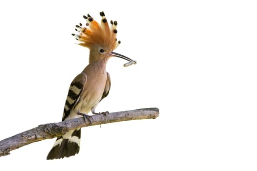 Eurasian hoopoe, upupa epops, sitting on branch cut out on blank. Bird with open crest from feathers holding worm in beak isolated on white background.