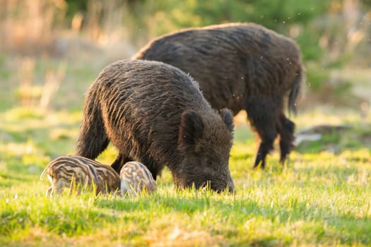 Tranquil herd of wild boar, sus scrofa, with piglets feeding on meadow in springtime. Peaceful group of wild animals grazing on fresh green grass illuminated by morning sun.