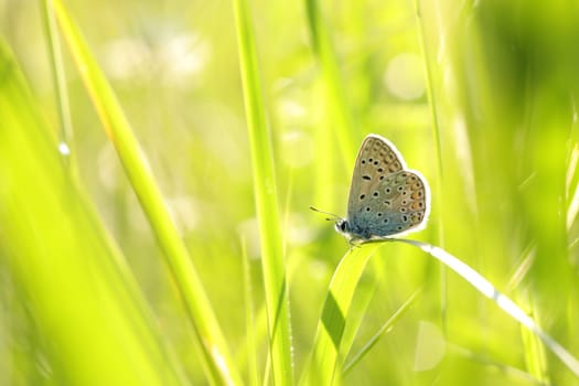 Butterfly on a spring meadow in the sunshine