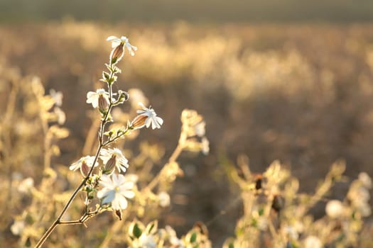 White Campion (Silene latifolia) at dawn