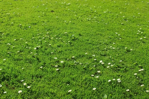 Green field