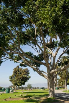 Park in Santa Monica, California