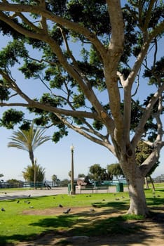 Park in Santa Monica, California