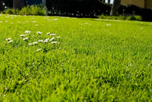 Green field