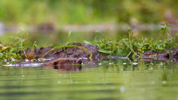 Eurasian beaver, castor fiber, swimming in water in summertime nature near its dam. Aquatic mammal floating in swamp horizontal. Brown wild animal with head out of the lake.