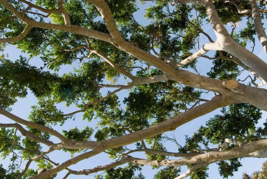 Tree branches