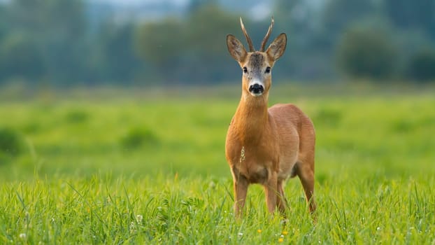 Roe deer, capreolus capreolus, buck standing on meadow in summertime sunlight. Antlered animal looking on grassland with copy space. Brown mammal staring on green field with space for text.